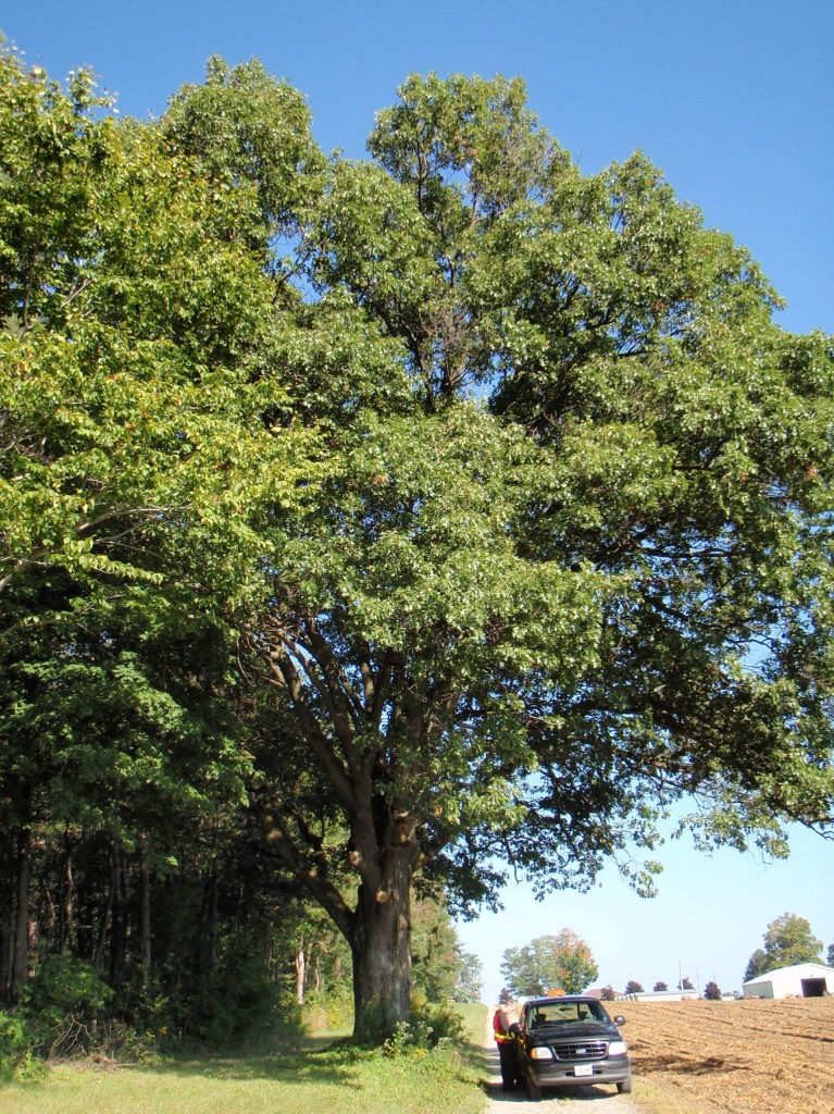 Black Oak | Norfolk Woodlot Owners Assocation
